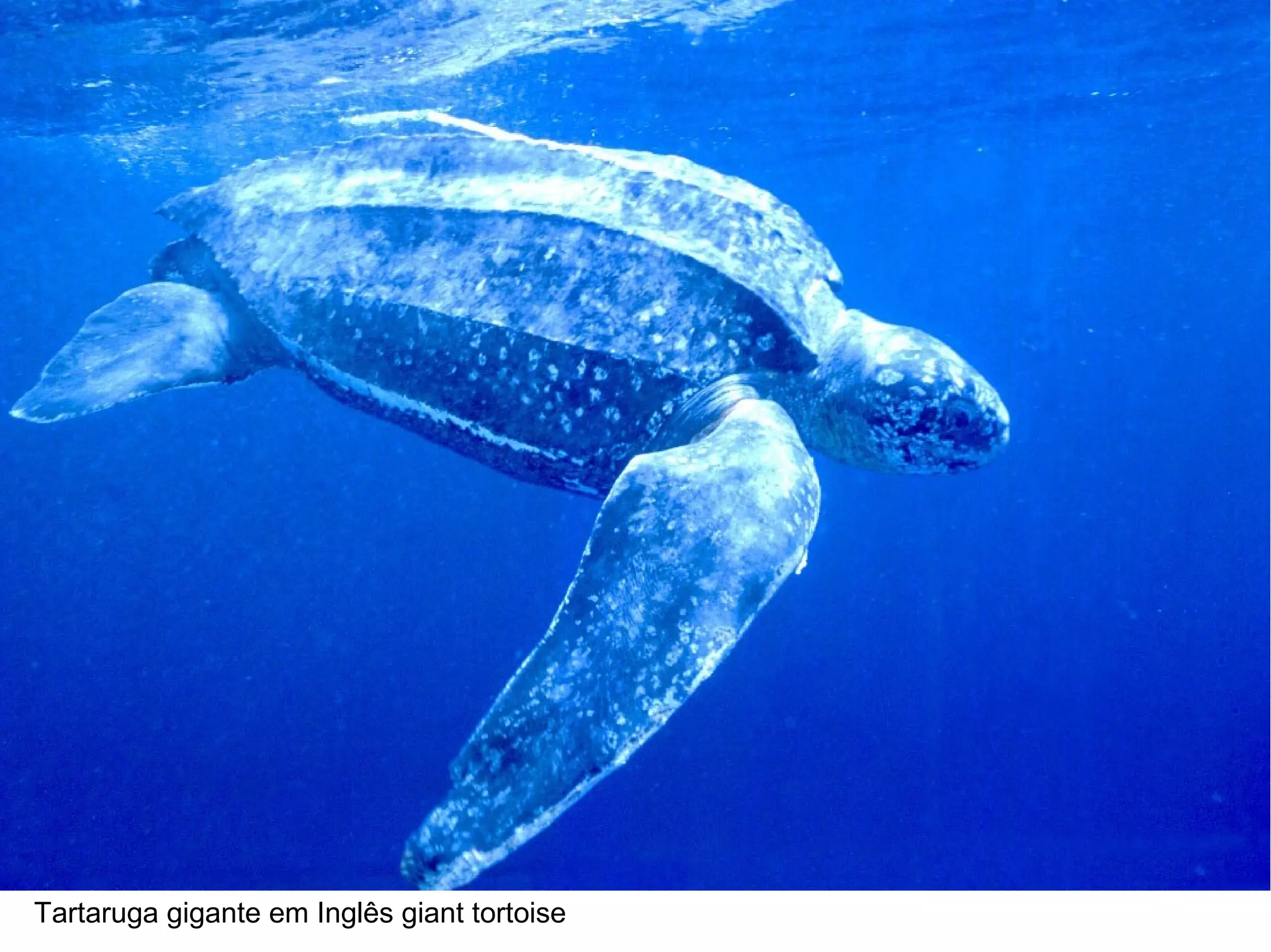 Tartaruga gigante em Inglês giant tortoise
 