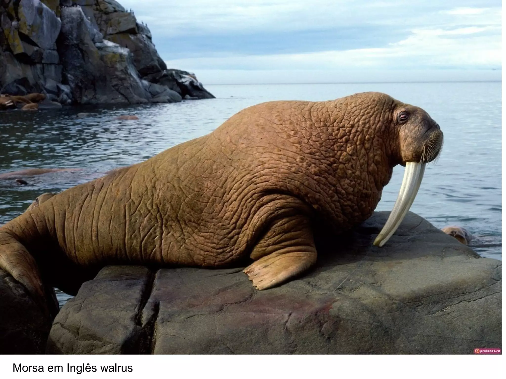 Morsa em Inglês walrus
 