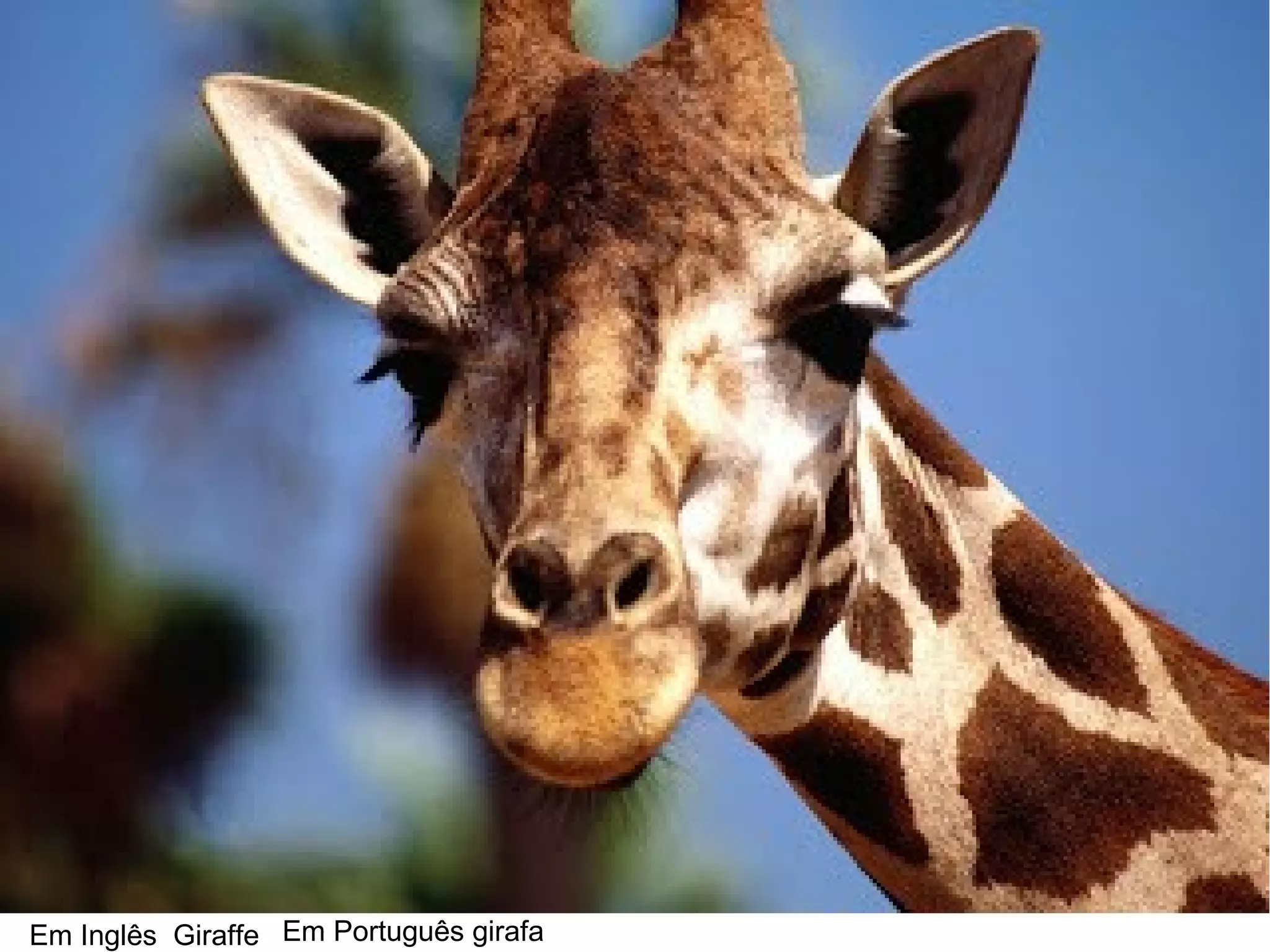 Em Inglês Giraffe Em Português girafa
 