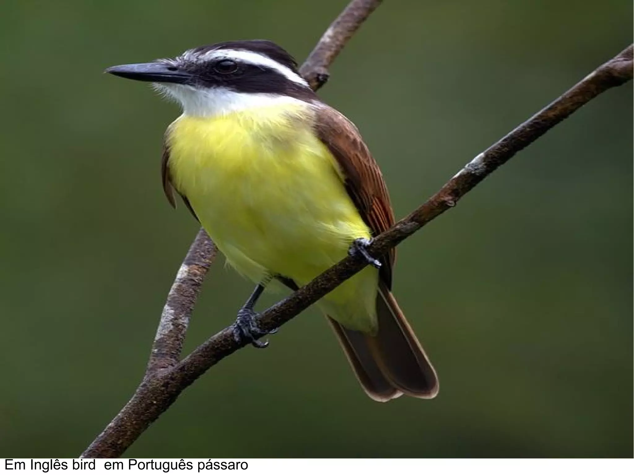 Em Inglês bird em Português pássaro
 