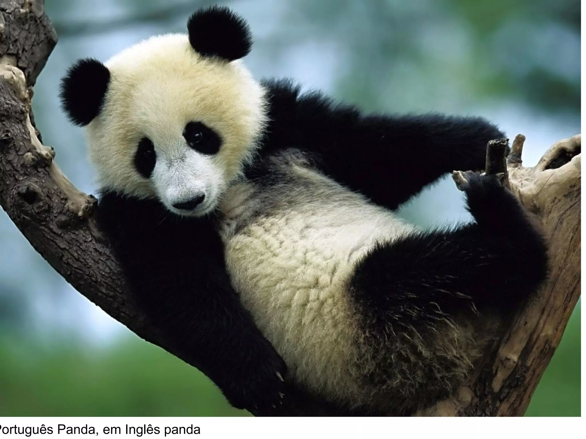 Português Panda, em Inglês panda
 