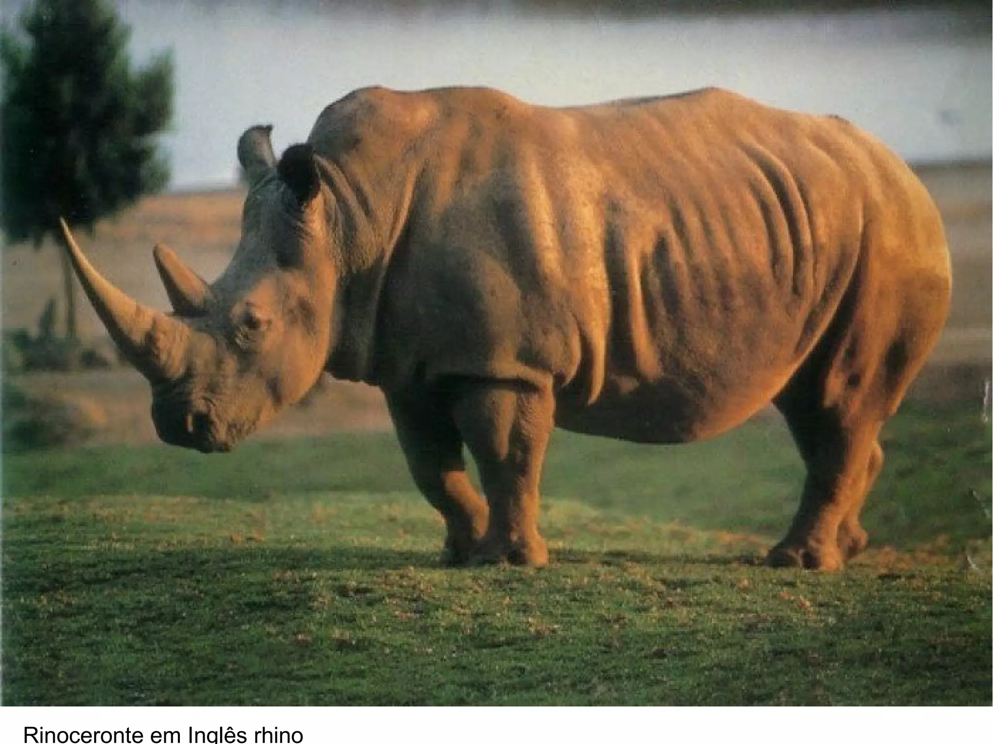 Rinoceronte em Inglês rhino
 