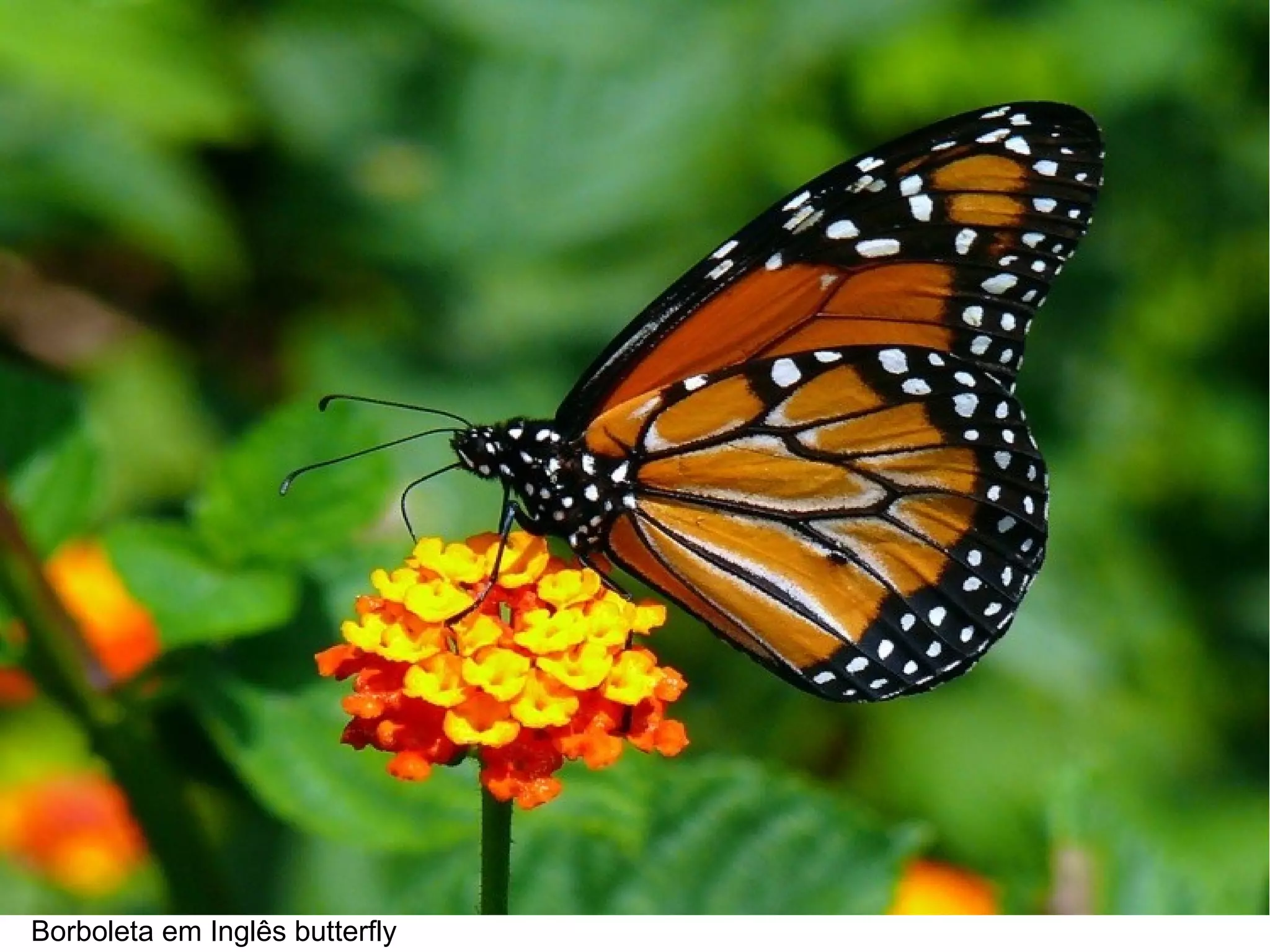 Borboleta em Inglês butterfly
 