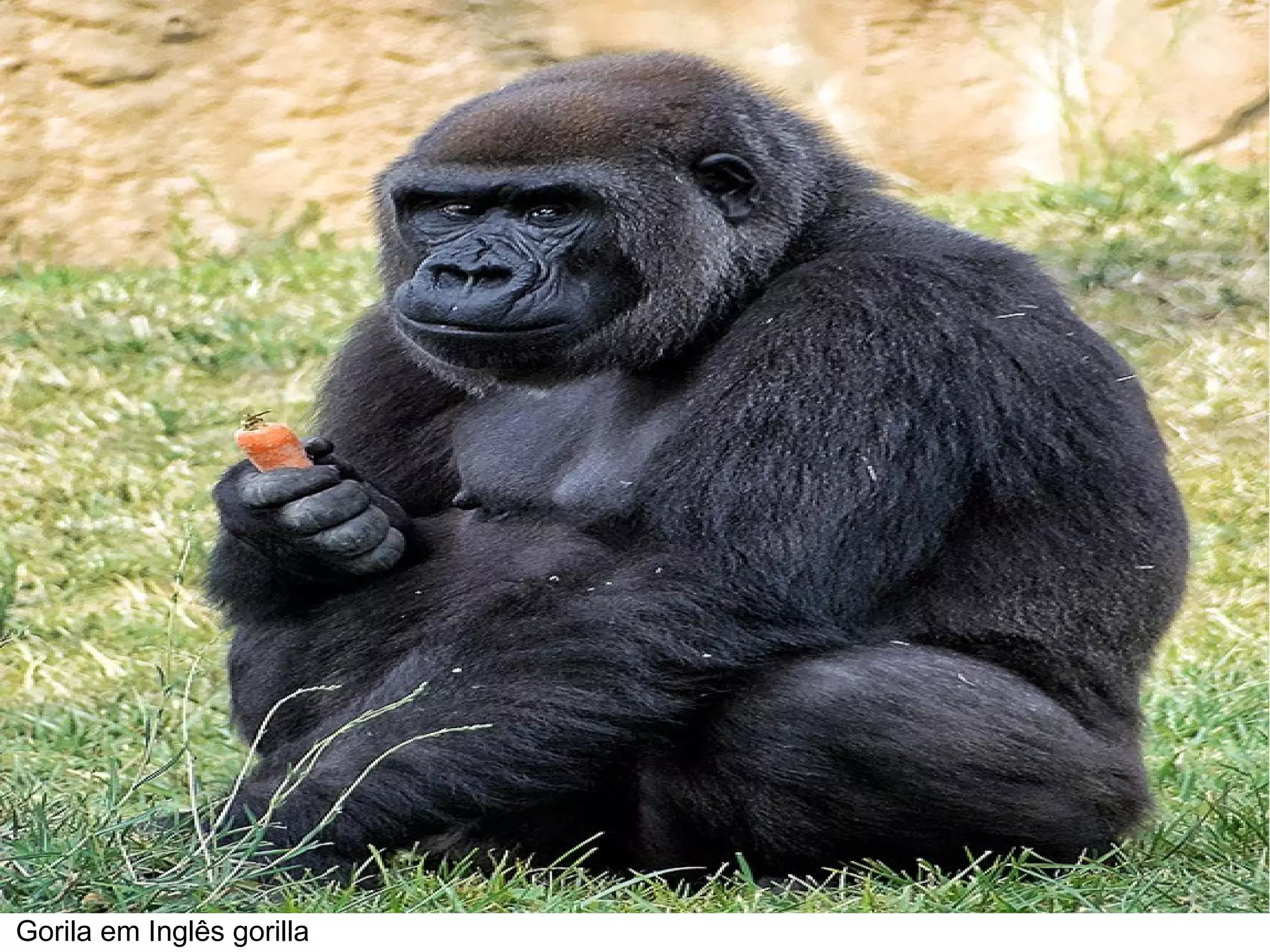 Gorila em Inglês gorilla
 