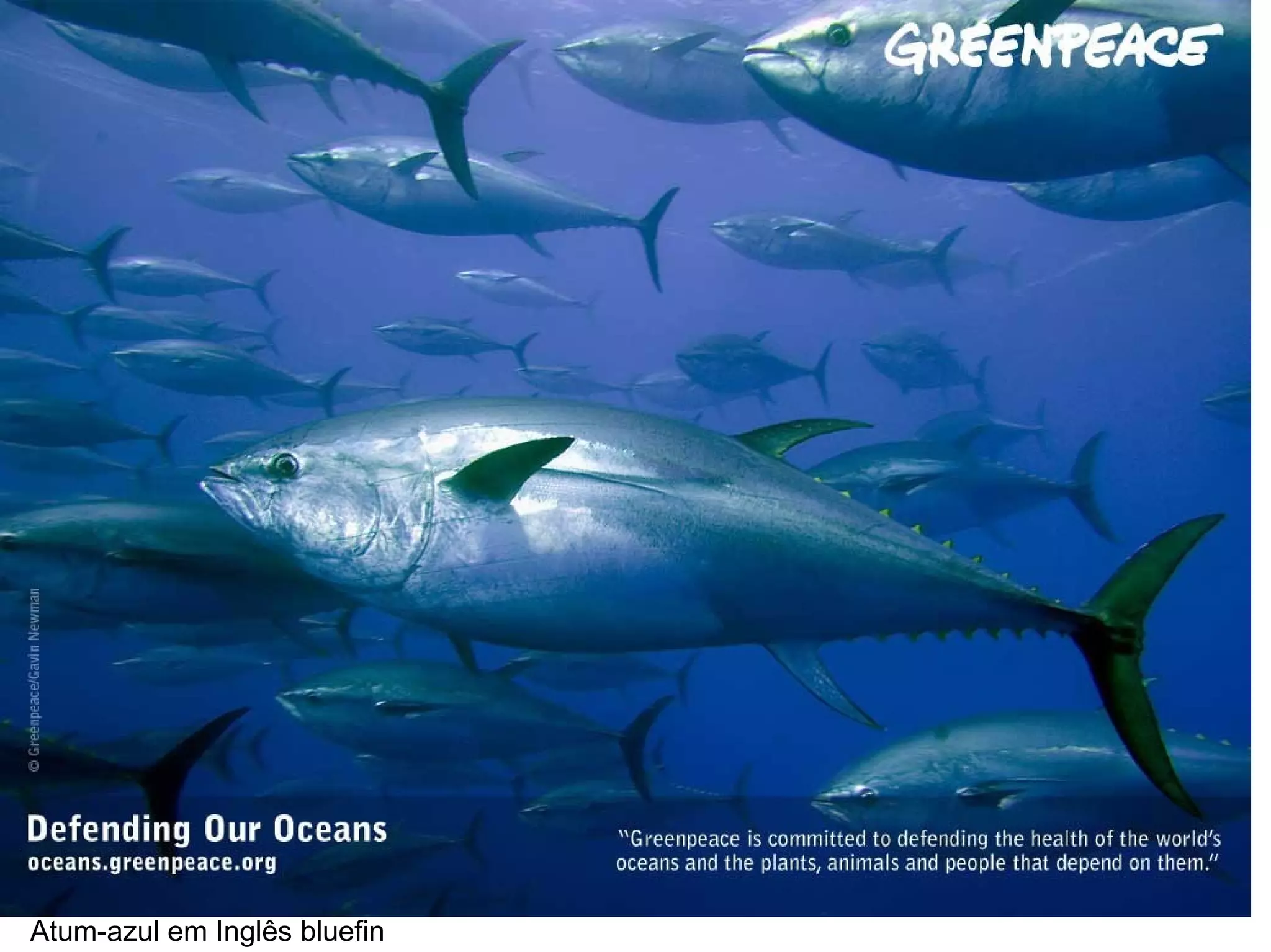 Atum-azul em Inglês bluefin
 