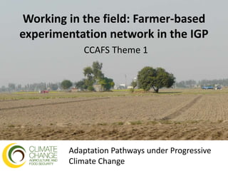 Working in the field: Farmer-based
experimentation network in the IGP
CCAFS Theme 1
Adaptation Pathways under Progressive
Climate Change
 