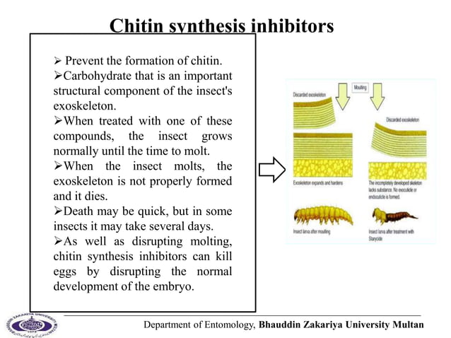 Stunning Insect Growth Regulator For Cat Flea Larvae Hatching image
