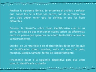 Analizar la siguiente lámina. Se encamina el análisis a señalar
que todos los de la fotos son perros, son de la misma raza
pero algo deben tener que los distinga o que los hace
diferentes.
Generar la discusión sobre cómo identificarían cuál es su
perro. Se trata de que mencionen cuáles serían las diferencias
entre los perros que aparecen en la foto tanto físicas como de
comportamiento .
Escribir en un rota folio o en el pizarrón los datos con los que
lo identificarían como: nombre, color de ojos, de pelo,
manchas, ladrido, tamaño, forma de comportamiento.
Finalmente pasar a la siguiente diapositiva para que vean
como lo identificaría su dueño.
 