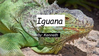 Iguana
By: Kenneth
 