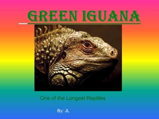 Green Iguana One of the Longest Reptiles By: JL 