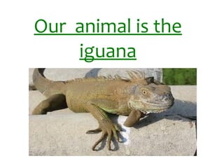 Our  animal is the iguana 