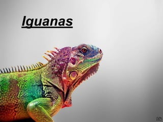 Iguanas 