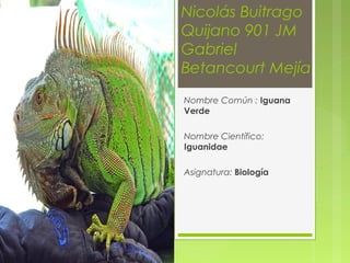 Nicolás Buitrago
Quijano 901 JM
Gabriel
Betancourt Mejía
Nombre Común : Iguana
Verde

Nombre Científico:
Iguanidae

Asignatura: Biología
 