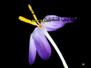 Maide-13
18
 