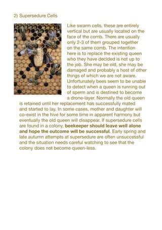 2)	Supersedure Cells
Like swarm cells, these are entirely
vertical but are usually located on the
face of the comb. There are usually
only 2-3 of them grouped together
on the same comb. The intention
here is to replace the existing queen
who they have decided is not up to
the job. She may be old, she may be
damaged and probably a host of other
things of which we are not aware.
Unfortunately bees seem to be unable
to detect when a queen is running out
of sperm and is destined to become
a drone-layer. Normally the old queen
is retained until her replacement has successfully mated
and started to lay. In some cases, mother and daughter will
co-exist in the hive for some time in apparent harmony but
eventually the old queen will disappear. If supersedure cells
are found in a colony, beekeeper should leave well alone
and hope the outcome will be successful. Early spring and
late autumn attempts at supersedure are often unsuccessful
and the situation needs careful watching to see that the
colony does not become queen-less.
 