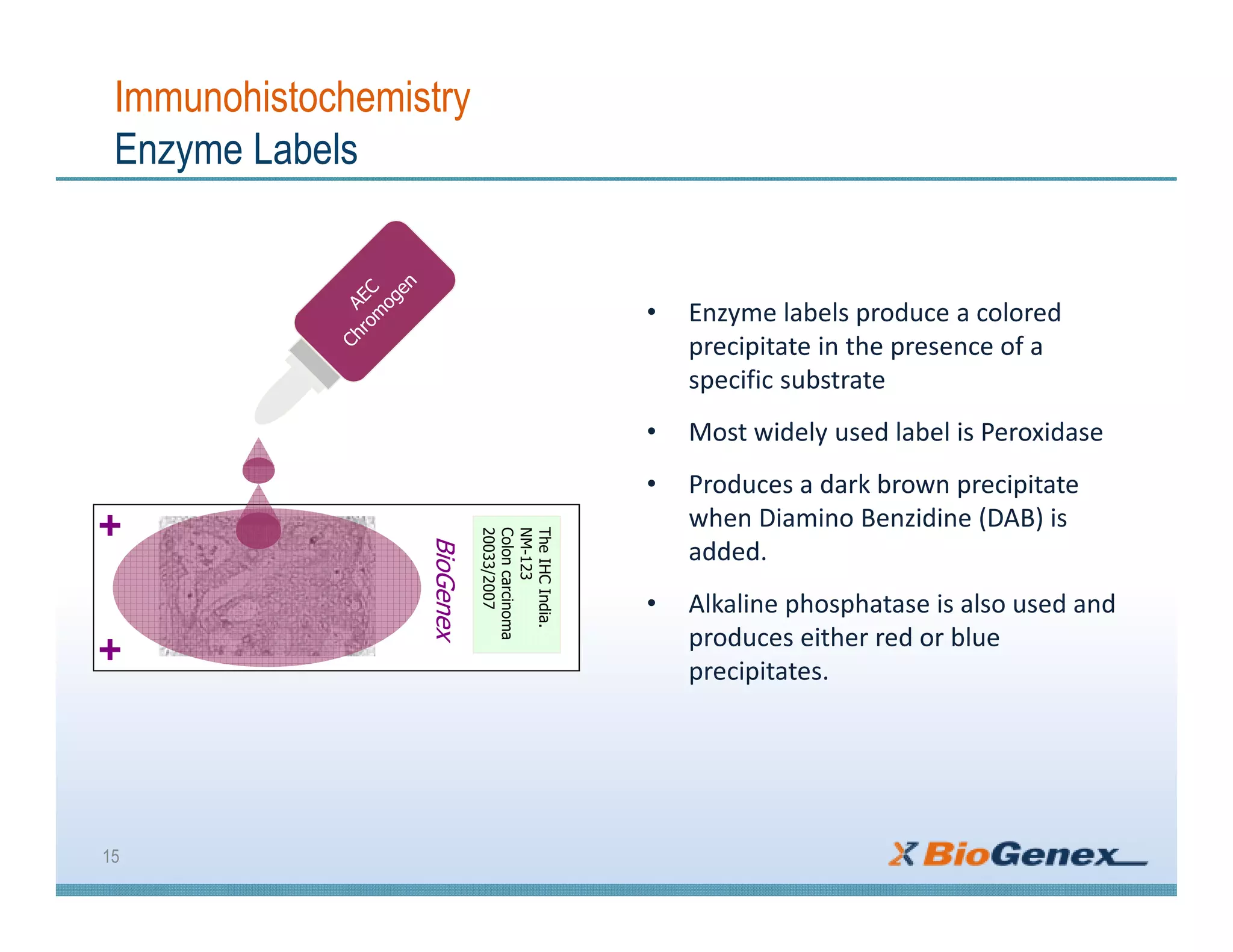 Immunohistochemistry
Enzyme Labels
• Enzyme labels produce a colored
precipitate in the presence of a
specific substrate
• Most widely used label is Peroxidase
• Produces a dark brown precipitate
when Diamino Benzidine (DAB) is
added.
• Alkaline phosphatase is also used and
produces either red or blue
precipitates.
15
BioGenex
TheIHCIndia.
NM-123
Coloncarcinoma
20033/2007
 