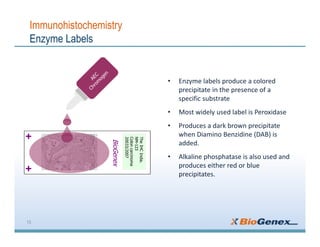 Basics of Immunohistochemistry (IHC) | PDF | Chemistry | Science
