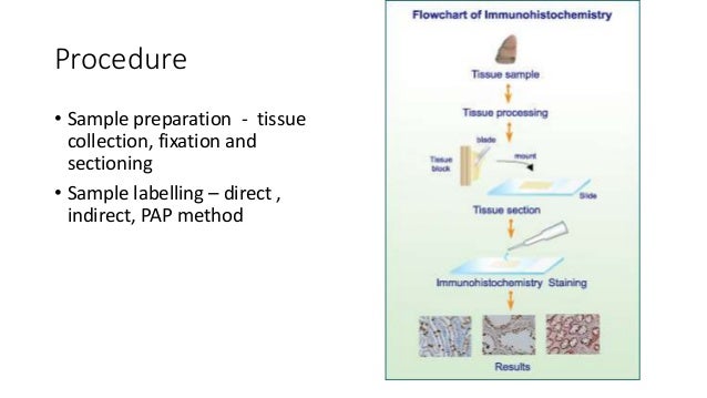 immunohistochemistry in lung cancer immunohistochemistry