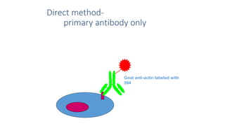 Direct method-
primary antibody only
Goat anti-actin labeled with
594
 