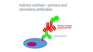 Indirect method – primary and
secondary antibodies
Goat anti-actin
Donkey anti-goat
labeled with 488
 
