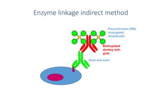 Enzyme linkage indirect method
Goat anti-actin
Flourochrome (488)
conjugated
streptavidin
Biotinylated
donkey anti-
goat
 