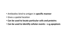 • Antibodies bind to antigen in specific manner
• Gives a spatial location
• Can be used to locate particular cells and proteins
• Can be used to identify cellular events – e.g.apoptosis
 