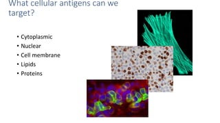 What cellular antigens can we
target?
• Cytoplasmic
• Nuclear
• Cell membrane
• Lipids
• Proteins
 