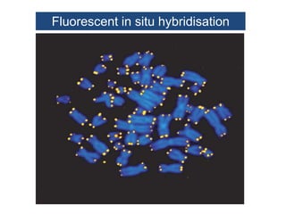 Fluorescent in situ hybridisation
 