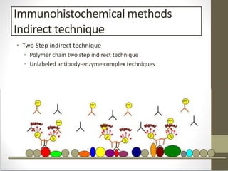 Immunohistochemical methods
Indirect technique
• Two Step indirect technique
• Polymer chain two step indirect technique
• Unlabeled antibody-enzyme complex techniques
HRP
HRP
HRP
HRP
HRP
HRP
HRP
 