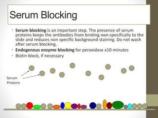 Serum Blocking
• Serum blocking is an important step. The presence of serum
proteins keeps the antibodies from binding non-specifically to the
slide and reduces non specific background staining. Do not wash
after serum blocking.
• Endogenous enzyme blocking for peroxidase x10 minutes
• Biotin block, if necessary
Serum
Proteins
 