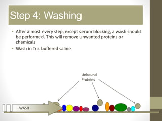 Step 4: Washing
• After almost every step, except serum blocking, a wash should
be performed. This will remove unwanted proteins or
chemicals
• Wash in Tris buffered saline
Unbound
Proteins
WASH
 