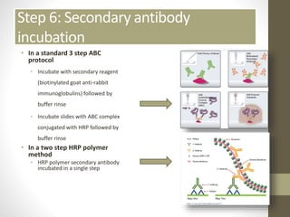 Step 6: Secondary antibody
incubation
• In a standard 3 step ABC
protocol
• Incubate with secondary reagent
(biotinylated goat anti-rabbit
immunoglobulins) followed by
buffer rinse
• Incubate slides with ABC complex
conjugated with HRP followed by
buffer rinse
• In a two step HRP polymer
method
• HRP polymer secondary antibody
incubated in a single step
 