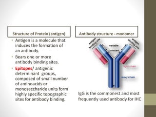 Structure of Protein (antigen)
• Antigen is a molecule that
induces the formation of
an antibody.
• Bears one or more
antibody binding sites.
• Epitopes/ antigenic
determinant groups,
composed of small number
of aminoacids or
monosaccharide units form
highly specific topographic
sites for antibody binding.
Antibody structure - monomer
IgG is the commonest and most
frequently used antibody for IHC
 