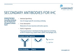 18Immunohistochemistry
www.ptglab.com
SECONDARY ANTIBODIES FOR IHC
Examples of IgG Fragments
Whole Antibody F(ab’)₂
Heavy Chain
Light Chain
–– Subclass Specificity
Use of isotype specific secondary antibody.
–– Cross-absorption
Reduction of cross-reactions with other species.
–– F(ab’)₂ Fragments
Tissue penetration is facilitated. No bkg signal due to binding
to the Fc receptor (e.g., lymph nodes, spleen, macrophages, etc).
Finding The Best
Secondary Antibody
For The Reduction
Of Signal-To-Noise
Ratio
 