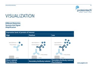 20Immunohistochemistry
www.ptglab.com
VISUALIZATION
Different Detection
Systems And Signal
Amplification
Expression level of protein of interest
High Medium Low
Direct Labeled
First Antibody
Secondary Antibody Labeled
Secondary Antibody Labeled
Plus Enhancer
 