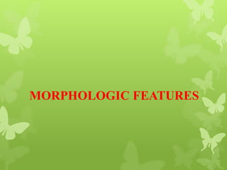 MORPHOLOGIC FEATURES
 