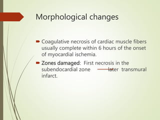 Morphological changes
 Coagulative necrosis of cardiac muscle fibers
usually complete within 6 hours of the onset
of myocardial ischemia.
 Zones damaged: First necrosis in the
subendocardial zone later transmural
infarct.
 