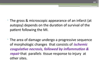 44
- The gross & microscopic appearance of an infarct (at
autopsy) depends on the duration of survival of the
patient following the MI.
- The area of damage undergo a progressive sequence
of morphologic changes that consists of ischemic
coagulative necrosis, followed by inflammation &
repair that parallels tissue response to injury at
other sites.
 
