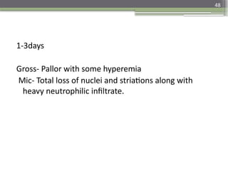 48
1-3days
Gross- Pallor with some hyperemia
Mic- Total loss of nuclei and striations along with
heavy neutrophilic infiltrate.
 