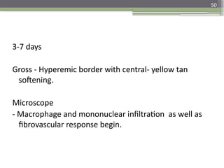 50
3-7 days
Gross - Hyperemic border with central- yellow tan
softening.
Microscope
- Macrophage and mononuclear infiltration as well as
fibrovascular response begin.
 