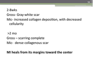 56
2-8wks
Gross- Gray-white scar
Mic- increased collagen deposition, with decreased
cellularity
>2 mo
Gross – scarring complete
Mic- dense collagenous scar
MI heals from its margins toward the center
 