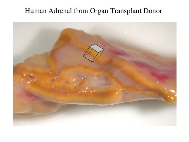 stimulate the cortex of the adrenal gland stimulate the cortex of the adrenal gland