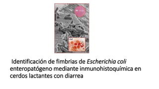 Identificación de fimbrias de Escherichia coli 
enteropatógeno mediante inmunohistoquímica en 
cerdos lactantes con diarrea 
 
