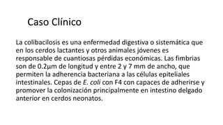 Caso Clínico 
La colibacilosis es una enfermedad digestiva o sistemática que 
en los cerdos lactantes y otros animales jóvenes es 
responsable de cuantiosas pérdidas económicas. Las fimbrias 
son de 0.2μm de longitud y entre 2 y 7 mm de ancho, que 
permiten la adherencia bacteriana a las células epiteliales 
intestinales. Cepas de E. coli con F4 con capaces de adherirse y 
promover la colonización principalmente en intestino delgado 
anterior en cerdos neonatos. 
 