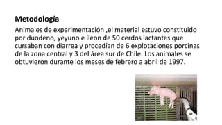 Metodología 
Animales de experimentación ,el material estuvo constituido 
por duodeno, yeyuno e íleon de 50 cerdos lactantes que 
cursaban con diarrea y procedían de 6 explotaciones porcinas 
de la zona central y 3 del área sur de Chile. Los animales se 
obtuvieron durante los meses de febrero a abril de 1997. 
 