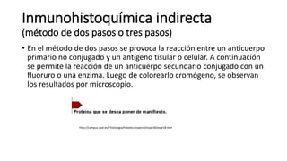 Inmunohistoquímica indirecta 
(método de dos pasos o tres pasos) 
• En el método de dos pasos se provoca la reacción entre un anticuerpo 
primario no conjugado y un antígeno tisular o celular. A continuación 
se permite la reacción de un anticuerpo secundario conjugado con un 
fluoruro o una enzima. Luego de colorearlo cromógeno, se observan 
los resultados por microscopio. 
http://campus.usal.es/~histologia/histotec/especial/espe18/espe18.htm 
 