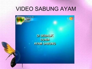 VIDEO SABUNG AYAM
 