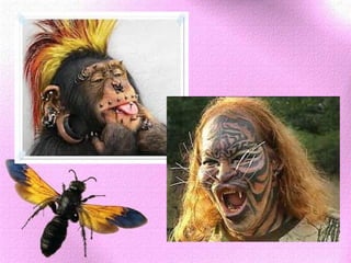 IHSAN TERHADAP BINATANG