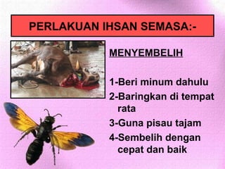 PERLAKUAN IHSAN SEMASA:-

           MENYEMBELIH

           1-Beri minum dahulu
           2-Baringkan di tempat
             rata
           3-Guna pisau tajam
           4-Sembelih dengan
             cepat dan baik
 