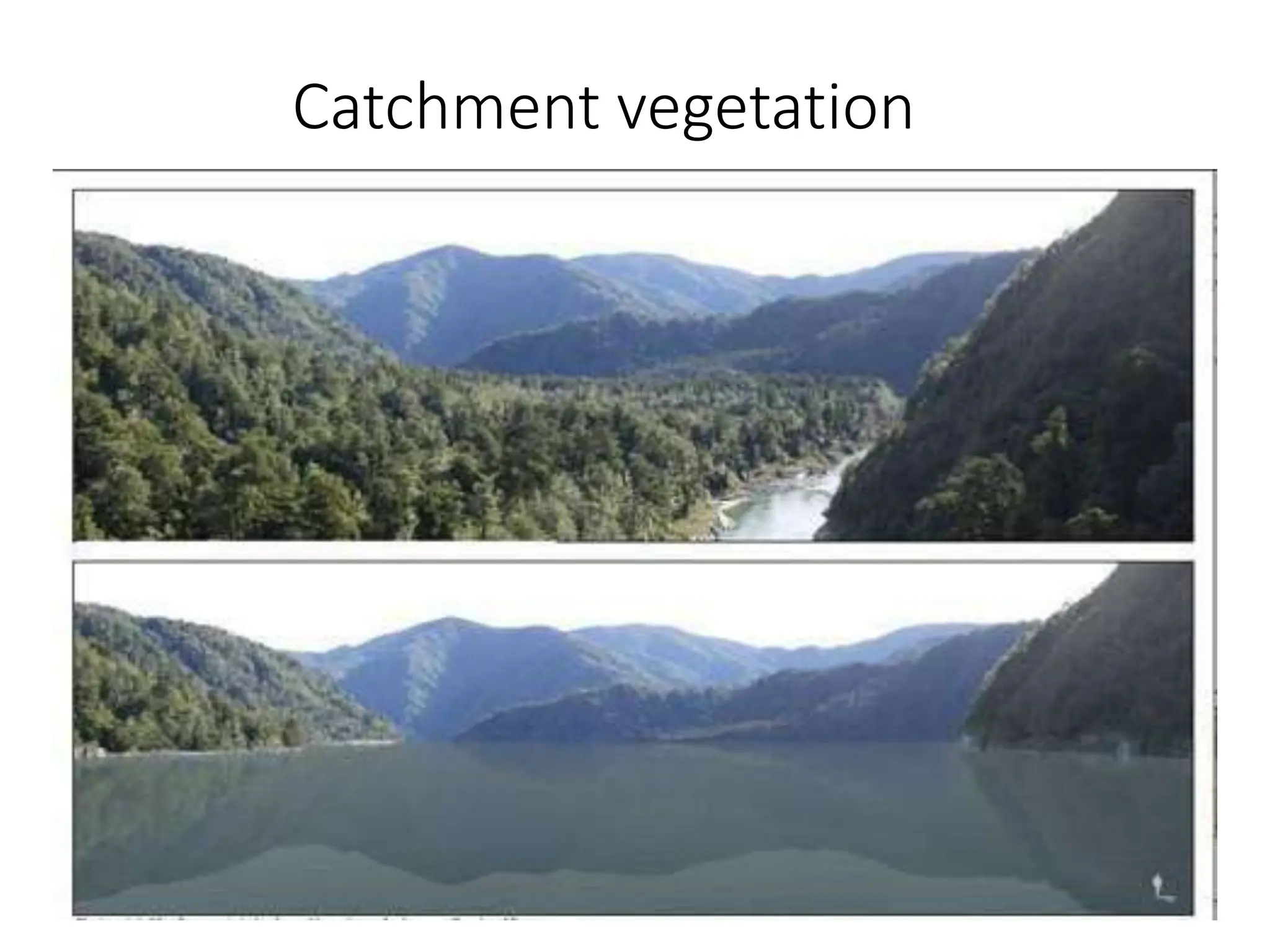 Catchment vegetation
 